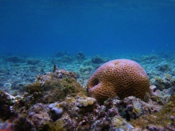 El calentamiento del mar mata a las esponjas del Mediterráneo