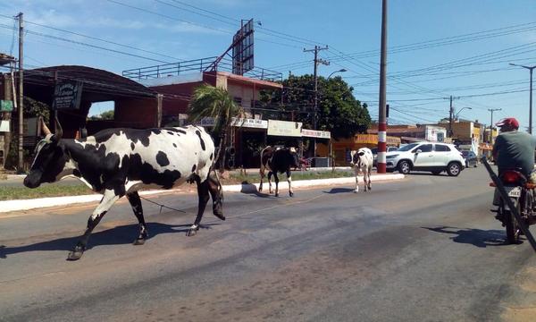 Vacas sueltas generan peligro en Coronel Oviedo – Prensa 5