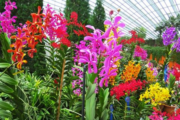 Arrancó la expo feria de orquídeas