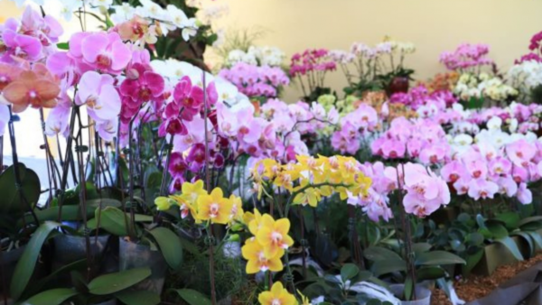 Organizan Expo Feria de Orquídeas en sede del MAG de San Lorenzo