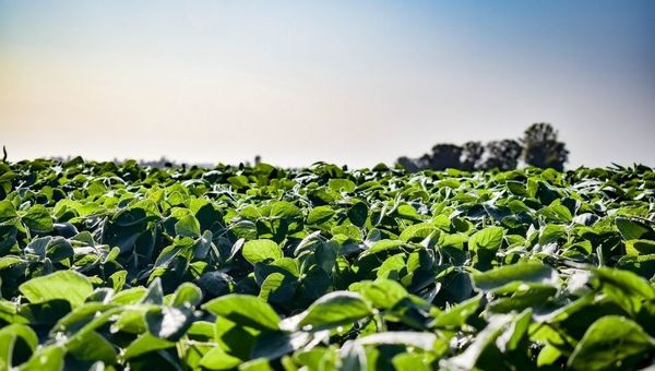 Mitigar el impacto ambiental en el Chaco: Agroideal presenta oportunidades de inversión con un enfoque sostenible
