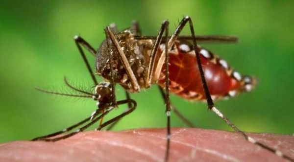 COVID-19 más Dengue: sin prevención situación sanitaria puede empeorar