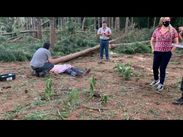 JOVEN PIERDE LA VIDA TRAS DESPLOMARSE SOBRE SU HUMANIDAD UN ENORME ÁRBOL