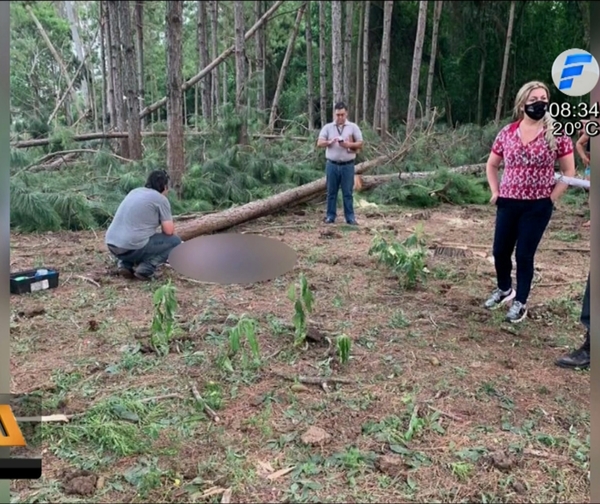 Hombre fallece aplastado por un árbol en Itapúa