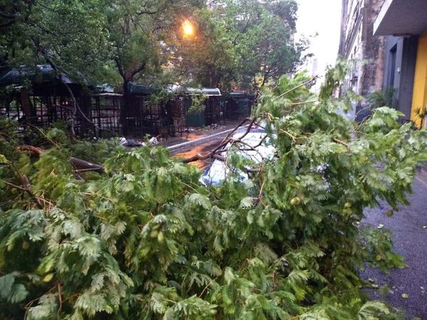 Temporal deja árboles caídos, usuarios sin luz y un tránsito caótico