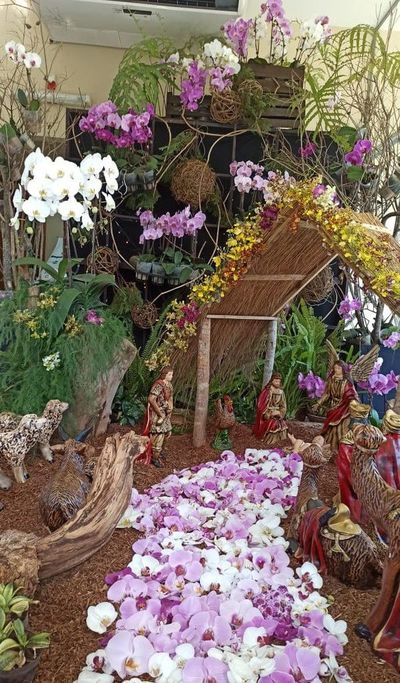 Cinco mil orquídeas junto al pesebre paraguayo - Nacionales - ABC Color