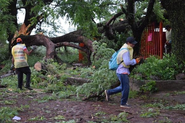 Arboles caídos y cables sueltos deja temporal en varios distritos de Central - Nacionales - ABC Color