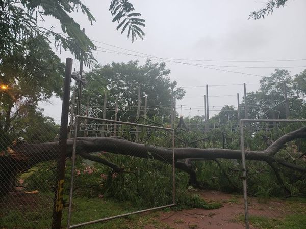 Reportan 42 árboles caídos y varias calles cerradas tras la tormenta - Nacionales - ABC Color