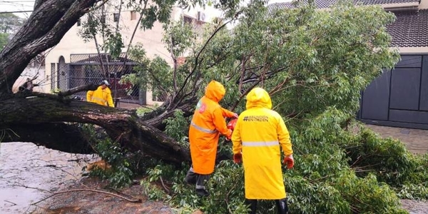 HOY / Reportan casi 50 árboles caídos en Asunción tras el temporal