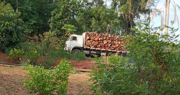 La Nación / Vecinos denuncian tala de árboles en predio de Infantería en CDE