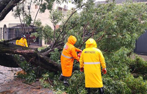 Reportan al menos 42 árboles caídos en Asunción