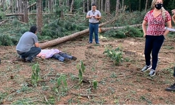 Joven de 21 años muere aplastado por árbol de pino que estaba talando