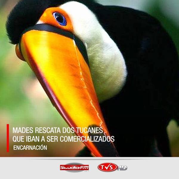 DOS TUCANES SON RESCATADOS POR EL MADES