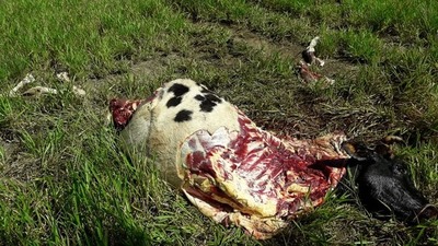 Abigeos hurtaron ganado y faenaron en el camino