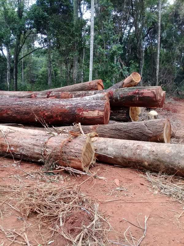 Deforestación masiva pone al desnudo complicidad de los organismos de control