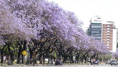 Deberán plantar 100.000 árboles por año en Buenos Aires