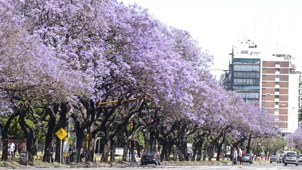 Deberán plantar 100.000 árboles por año en Buenos Aires