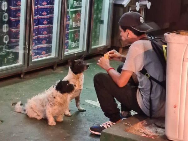 La increíble historia de 2 perritos callejeros