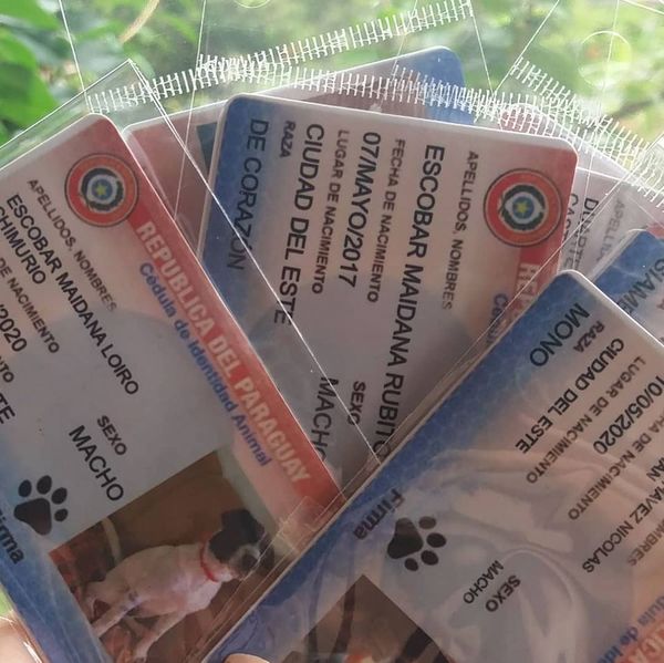 En Hernandarias, ya fabrican cédulas para Firulais