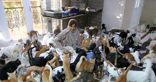 La Nación / La mujer de los casi 500 gatos y decenas de perros