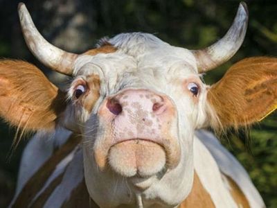 Hombre murió tras ser atacado por un toro