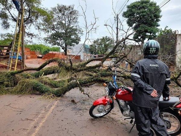 MOTOCICLISTA SE SALVÓ DE MILAGRO TRAS CAER UN FRONDOSO ÁRBOL SOBRE ÉL