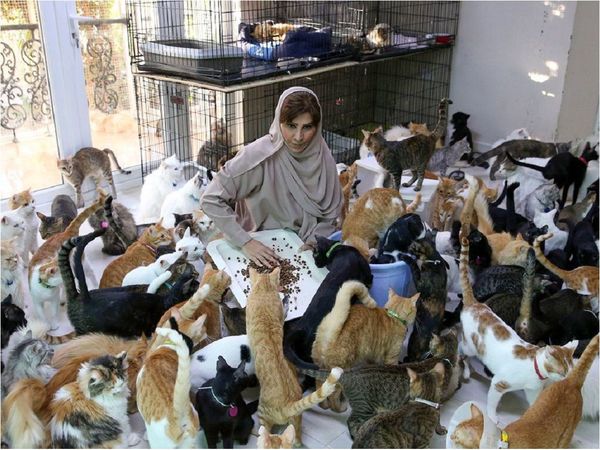 Una mujer cuida en su casa a 480 gatos y 12 perros en Omán
