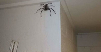Hombre vive durante un año con una araña gigante a la que observó crecer en su domicilio - C9N