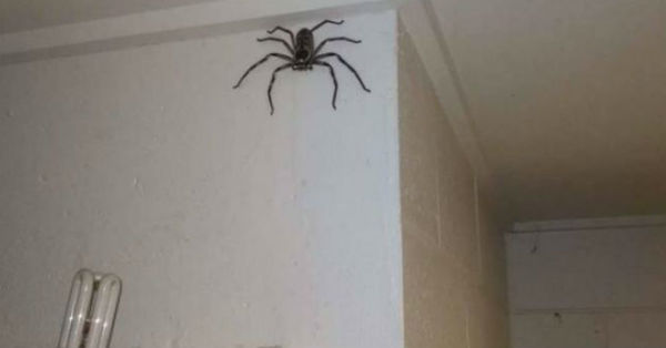 Hombre vive durante un año con una araña gigante a la que observó crecer en su domicilio - C9N