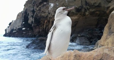 La Nación / Un “raro” pingüino blanco fue descubierto en Galápagos