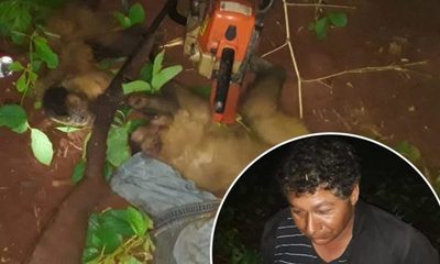 Detienen a un «cazador de monos»