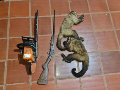 Cazador detenido por matar dos monos silvestres - ABC en el Este - ABC Color