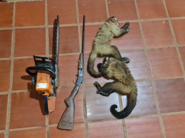 Cazador detenido por matar dos monos silvestres - ABC en el Este - ABC Color