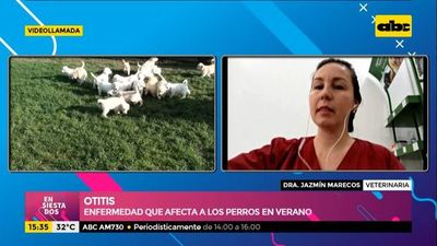Otitis, la enfermedad que afecta a los perros en verano - Ensiestados - ABC Color