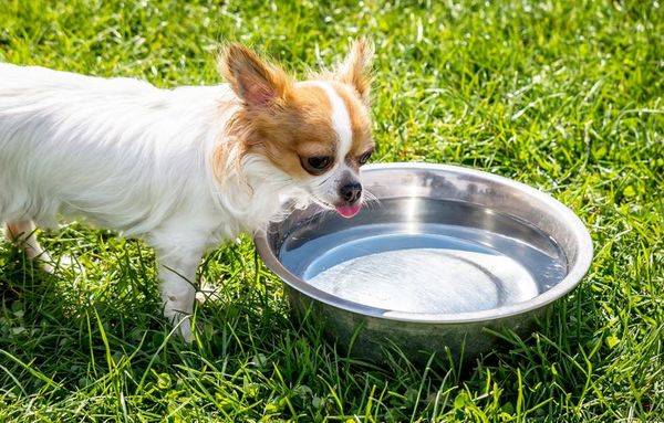 El perro tiene sed - Mascotas - ABC Color
