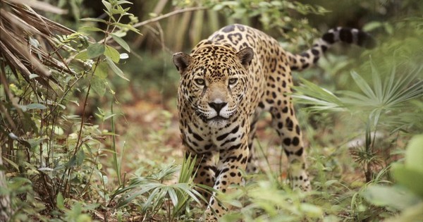 La Nación / Buscan proteger la vida del jaguareté en Paraguay, Argentina y Brasil