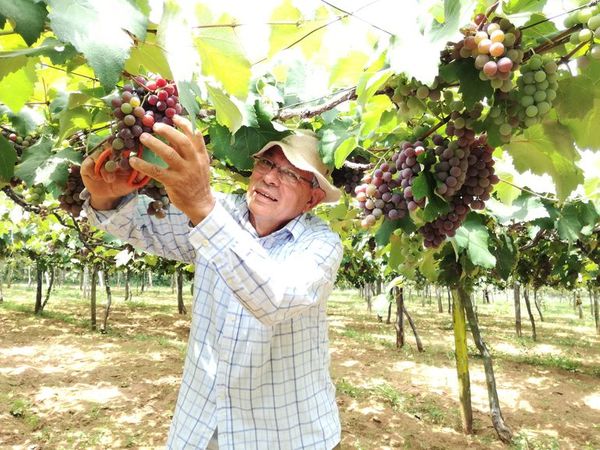 Productores de uva de La Colmena claman por mercado para comercializar sus productos - Nacionales - ABC Color
