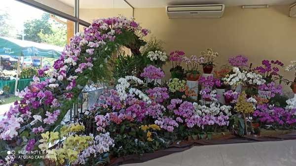 Expo Orquideas en San Lorenzo » San Lorenzo PY