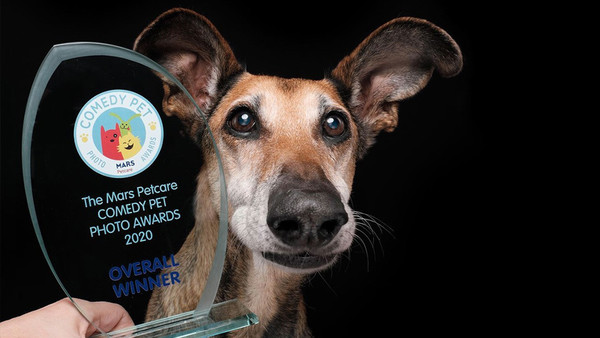 Estas son las fotos de las mascotas más divertidas de 2020 » Ñanduti