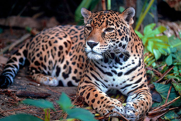 Paraguay, Argentina y Brasil se unen para conservar al jaguar en el Bosque Atlántico » Ñanduti