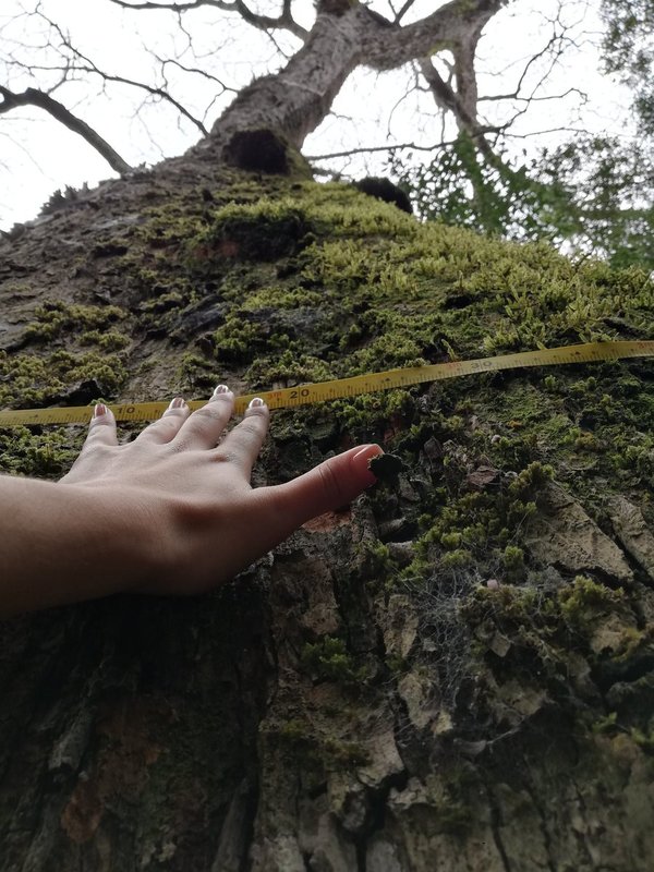 Se conocerán a los ganadores del concurso Colosos de la Tierra 2020 » Ñanduti