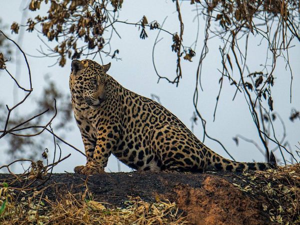 Amenazado por el fuego y la caza ilegal, el jaguar resiste en Sudamérica