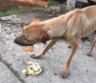 Crónica / "Firu" y el buen samaritano