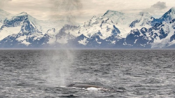 Las ballenas azules vuelven a las islas del Atlántico Sur