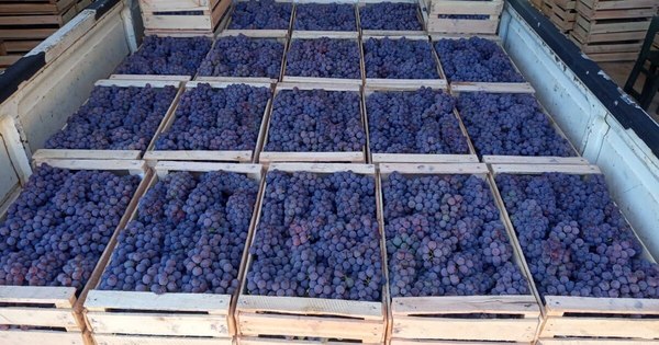 La Nación / Productores de uva piden prioridad a la producción nacional
