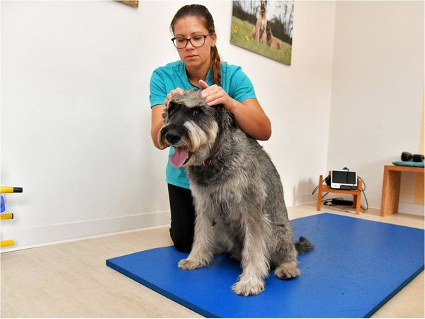 Masajes y fisioterapia para aliviar el dolor a perros y gatos