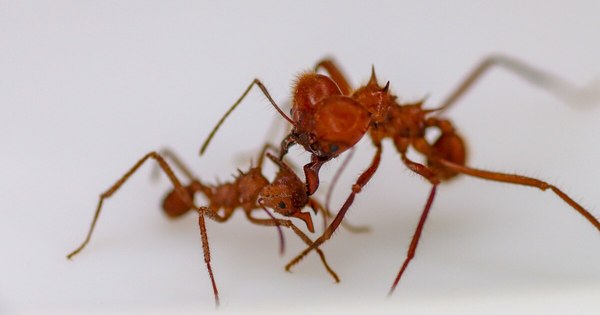 La Nación / Primer insecto con armadura biomineral