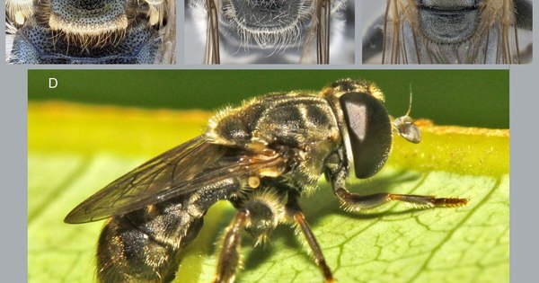 La Nación / Logran nuevos registros geográficos de insectos