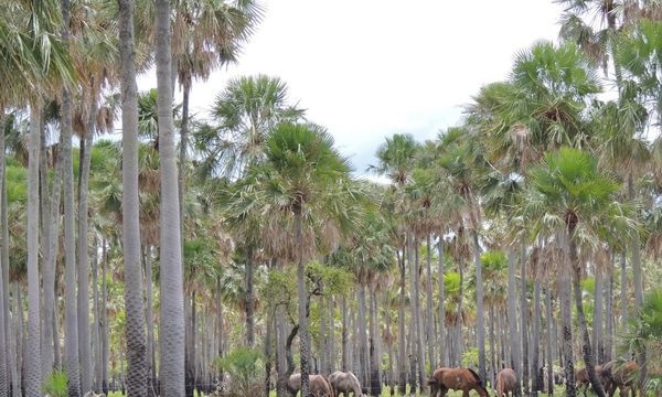 Al pan, pan y al vino, vino: al bosque, bosque y a los pastizales, pastizales