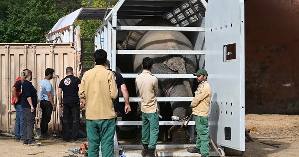 La Nación / El elefante maltratado en Pakistán será trasladado a Camboya